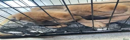German Shepherd dogs for sale: GERMAN SHEPHERD PUPS - Advert 19