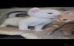 British Shorthair cats for sale: Beautiful kittens  - Image 9