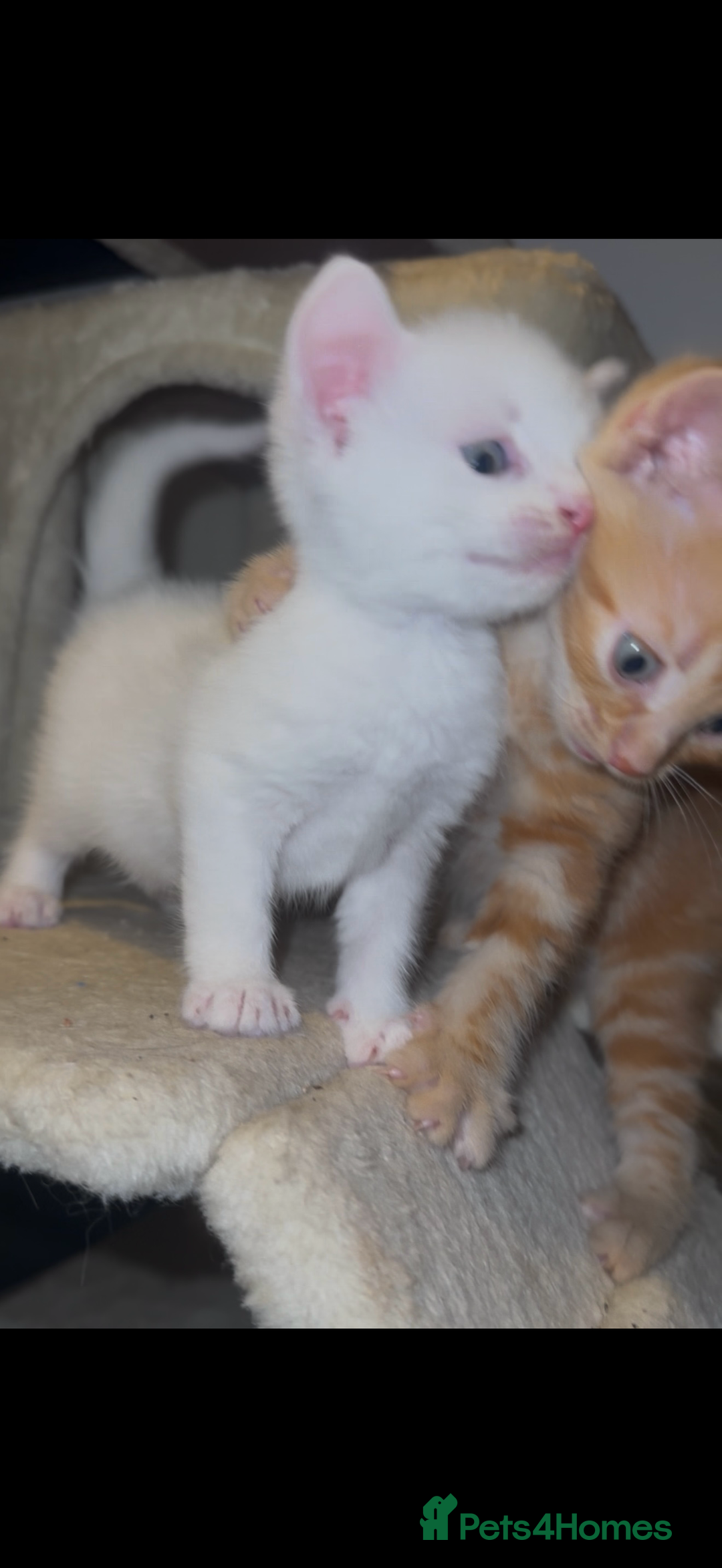 British Shorthair cats for sale: Beautiful kittens  - Image 9
