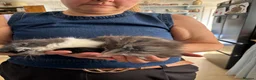 Mixed Breed cats for sale: Cute mixed breed kittens in Sheffield - Advert 8
