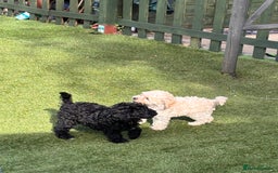 Cockapoo dogs for sale: 3 fluffy miniature cockpoo puppy’s  - Image 16