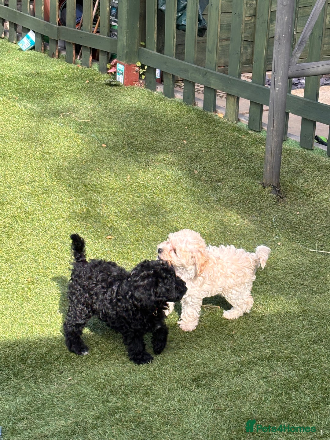 Cockapoo dogs for sale: 3 fluffy miniature cockpoo puppy’s  - Image 16
