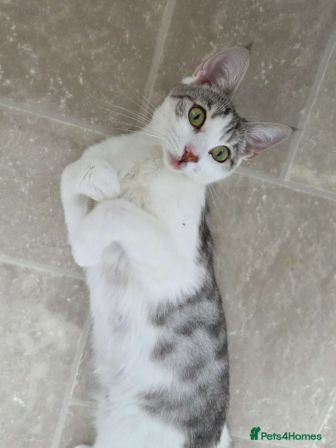Mixed Breed cats for adoption: Rescue kitten Princess in need of new home - Advert 2