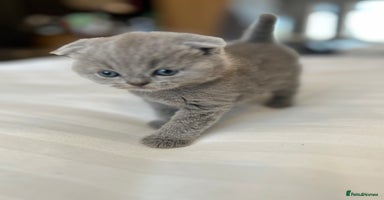 Scottish Fold cats - Advert 5