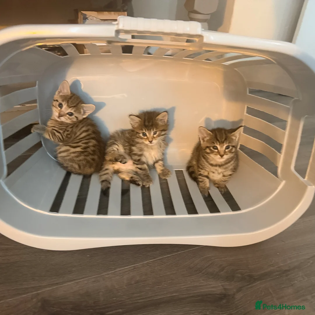 Mixed Breed cats for sale: 5 beautiful kittens for sale 3 girls 2 boys  in London - Advert 2