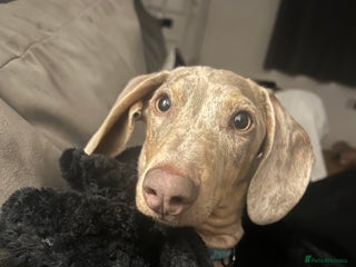 Miniature Dachshund dogs for sale: Frank - Advert 1