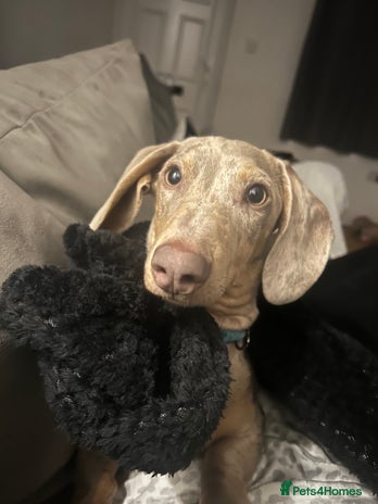 Miniature Dachshund dogs Frank - Advert 7