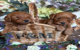 Mini Goldendoodle dogs for sale: Health tested Minature dark red/golden doodles  - Image 4