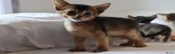 Abyssinian cats for sale: Abyssinian X (Abyssinian X) - Advert 16