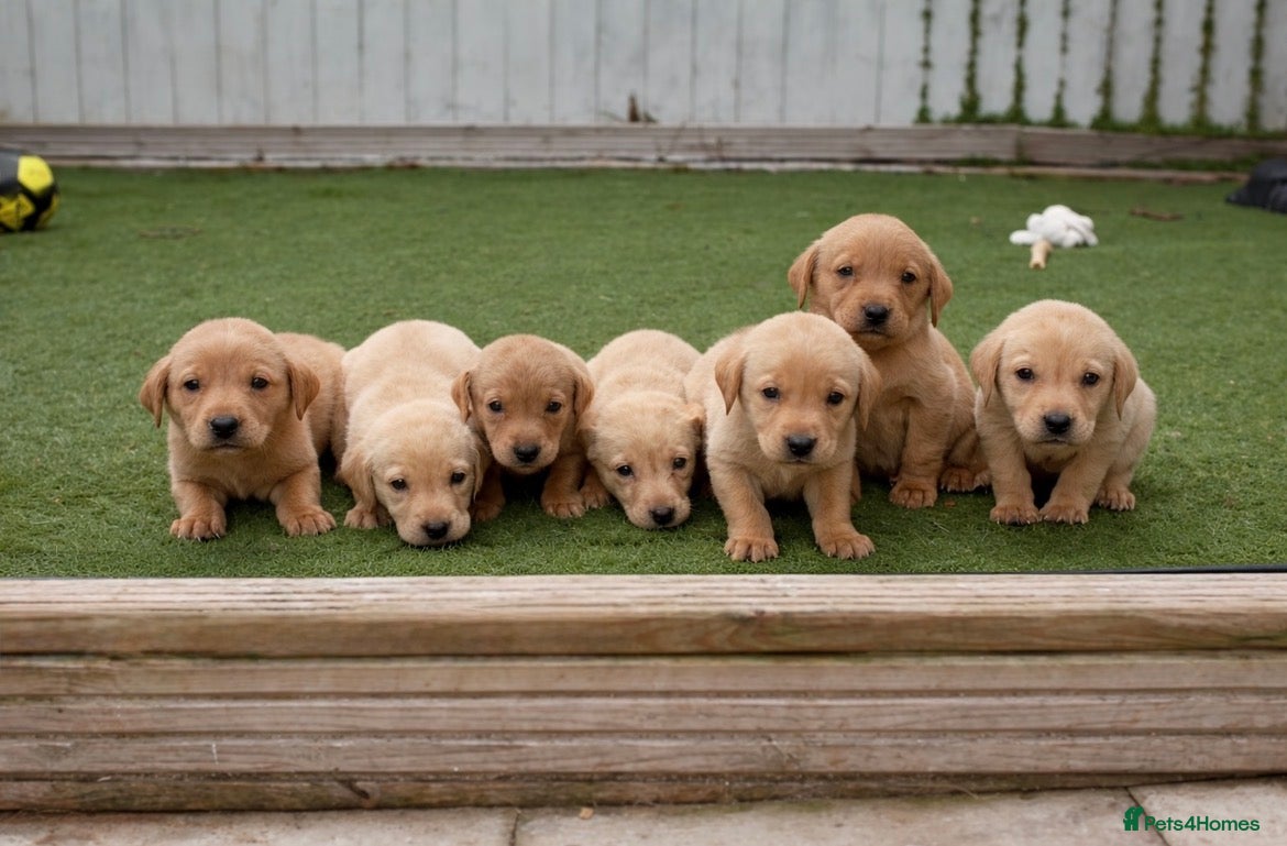 Labrador Retriever dogs for sale: Exceptional KC Reg Labrador Puppies – Due July 4th - Advert 3