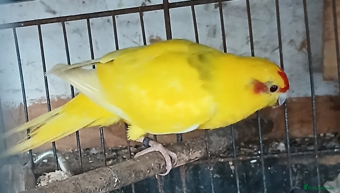 Parakeets birds for sale: Kakariki hen Kakariki hen  - Advert 6