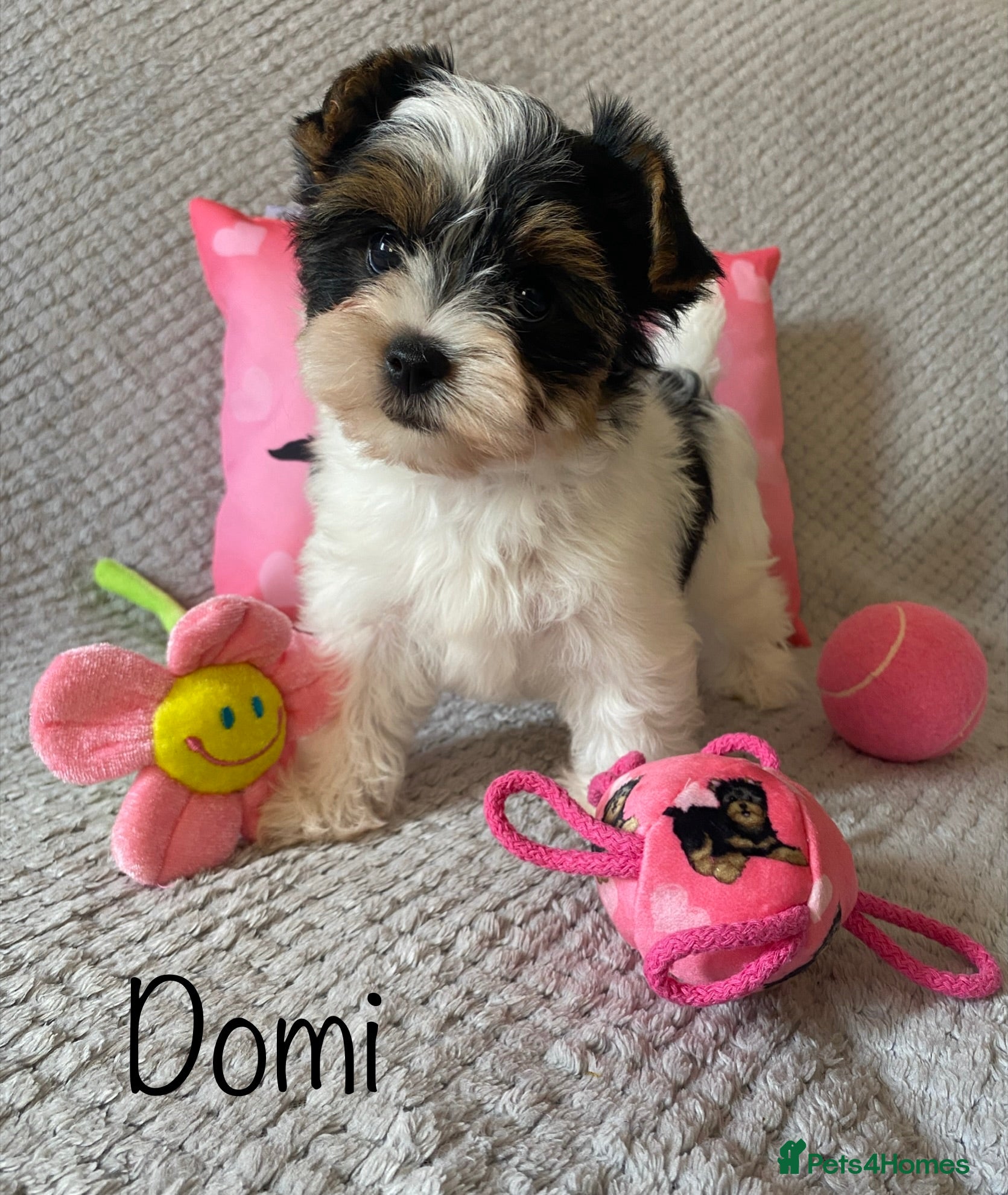 Yorkshire Terrier dogs Beautiful small Biewer Yorkshire Terrier Pedigree  - Advert 1