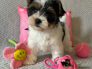 Yorkshire Terrier dogs Beautiful small Biewer Yorkshire Terrier Pedigree - Advert 1