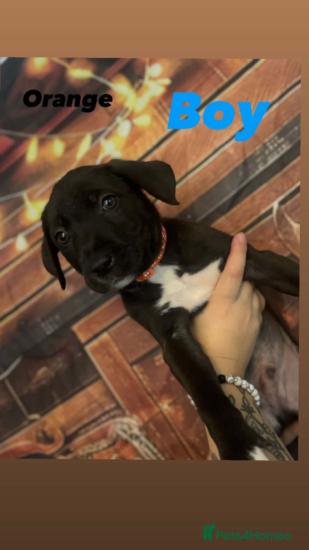 Mixed Breed dogs for sale: Mastiff collies  - Image 6