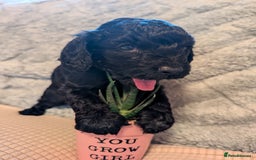 Cockapoo dogs for sale: F2b cockapoo Puppies (all females) - Image 8