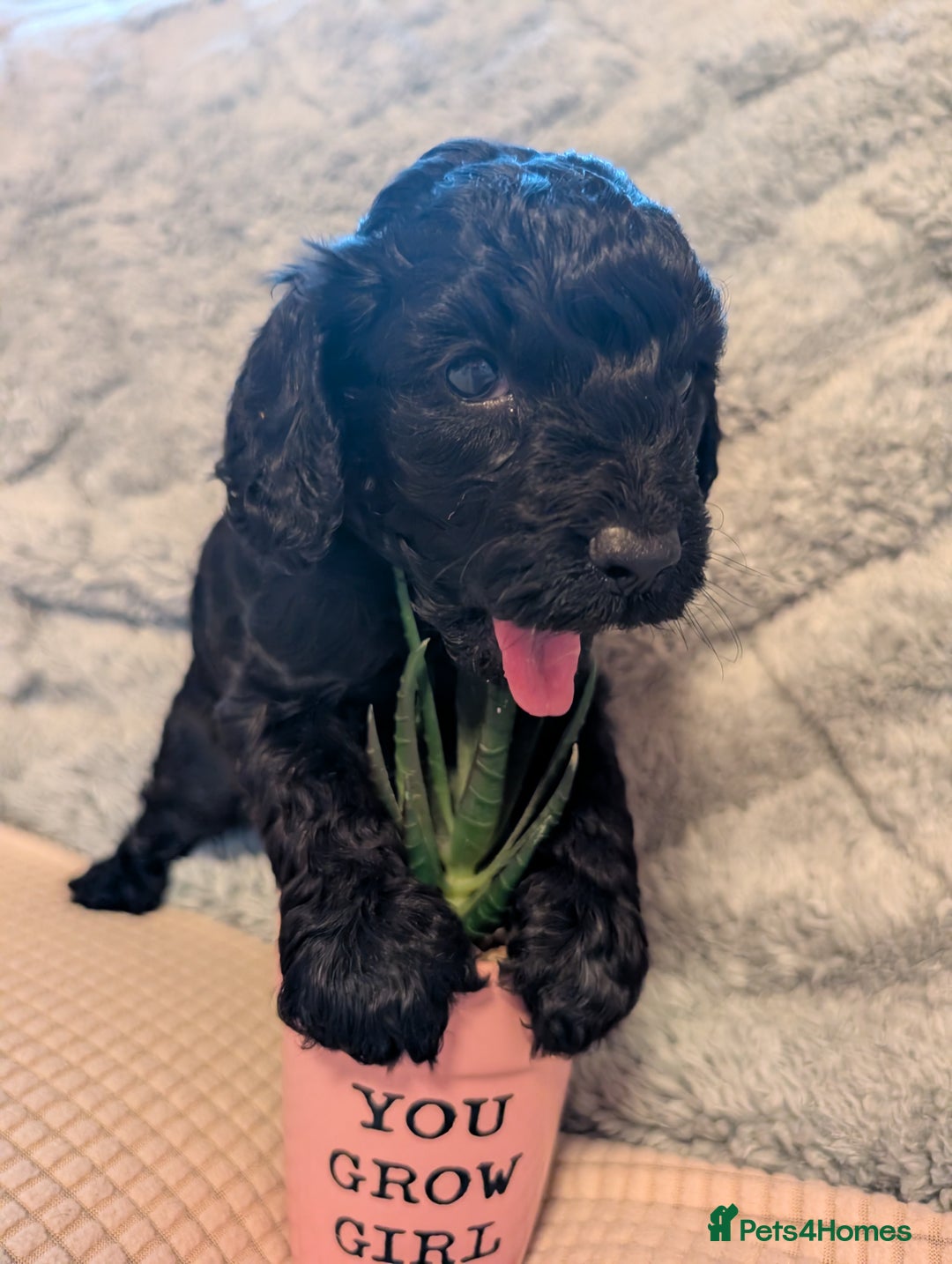 Cockapoo dogs for sale: F2b cockapoo Puppies (all females) - Image 8