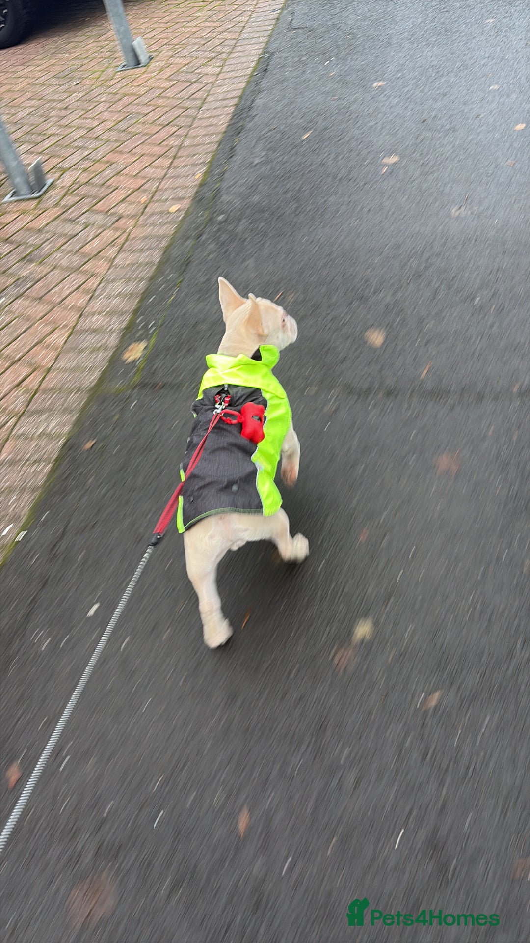 French Bulldog dogs for sale: Kc registered French bulldog  - Advert 2