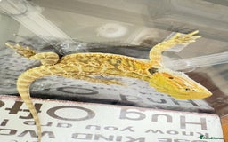 Bearded Dragon reptiles for sale: 🔥SALE🔥LAST 4 Baby Bearded Dragons ### £140 ##  - Image 12