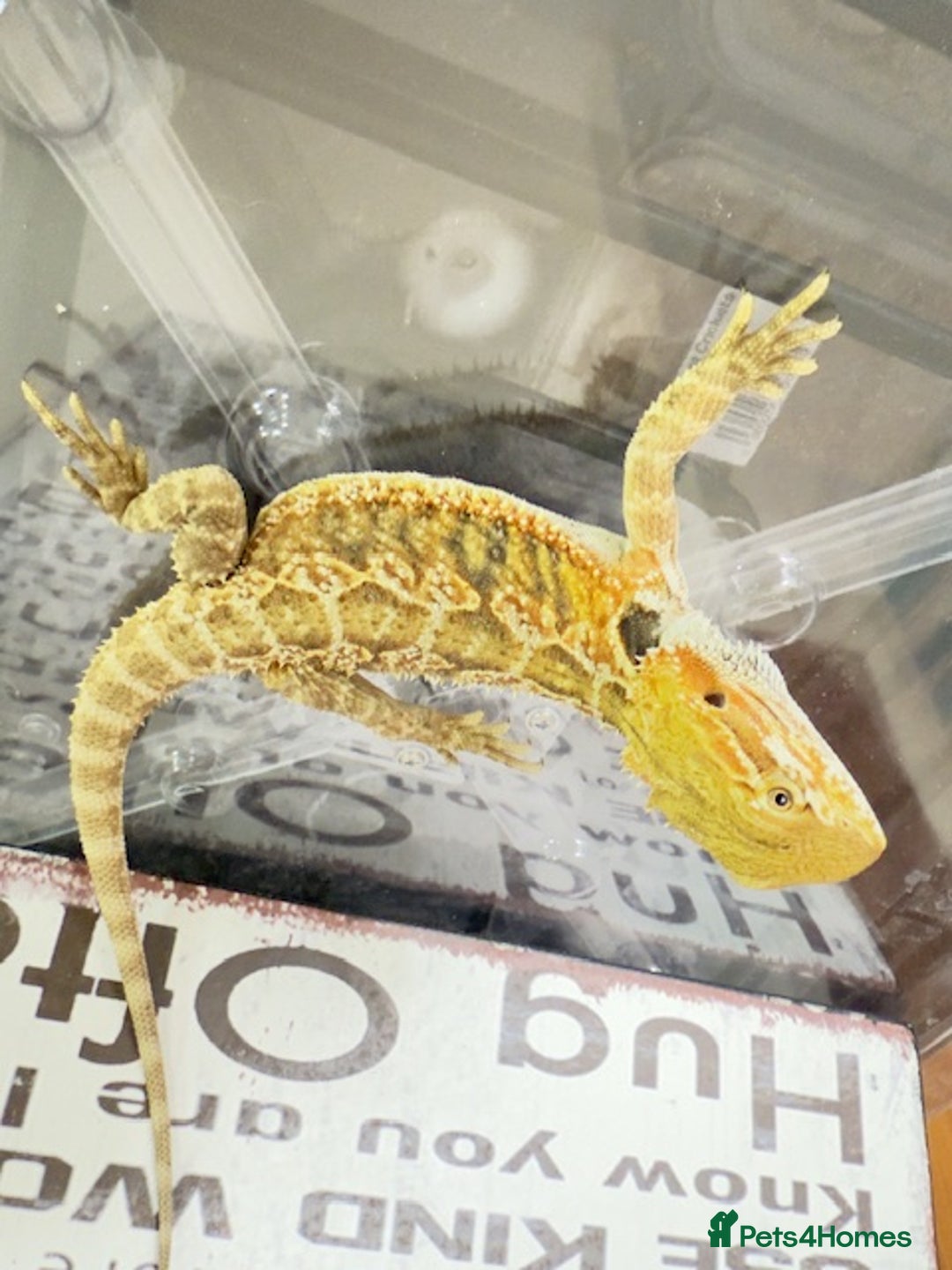 Bearded Dragon reptiles for sale: 🔥SALE🔥LAST 4 Baby Bearded Dragons ### £140 ##  - Image 12