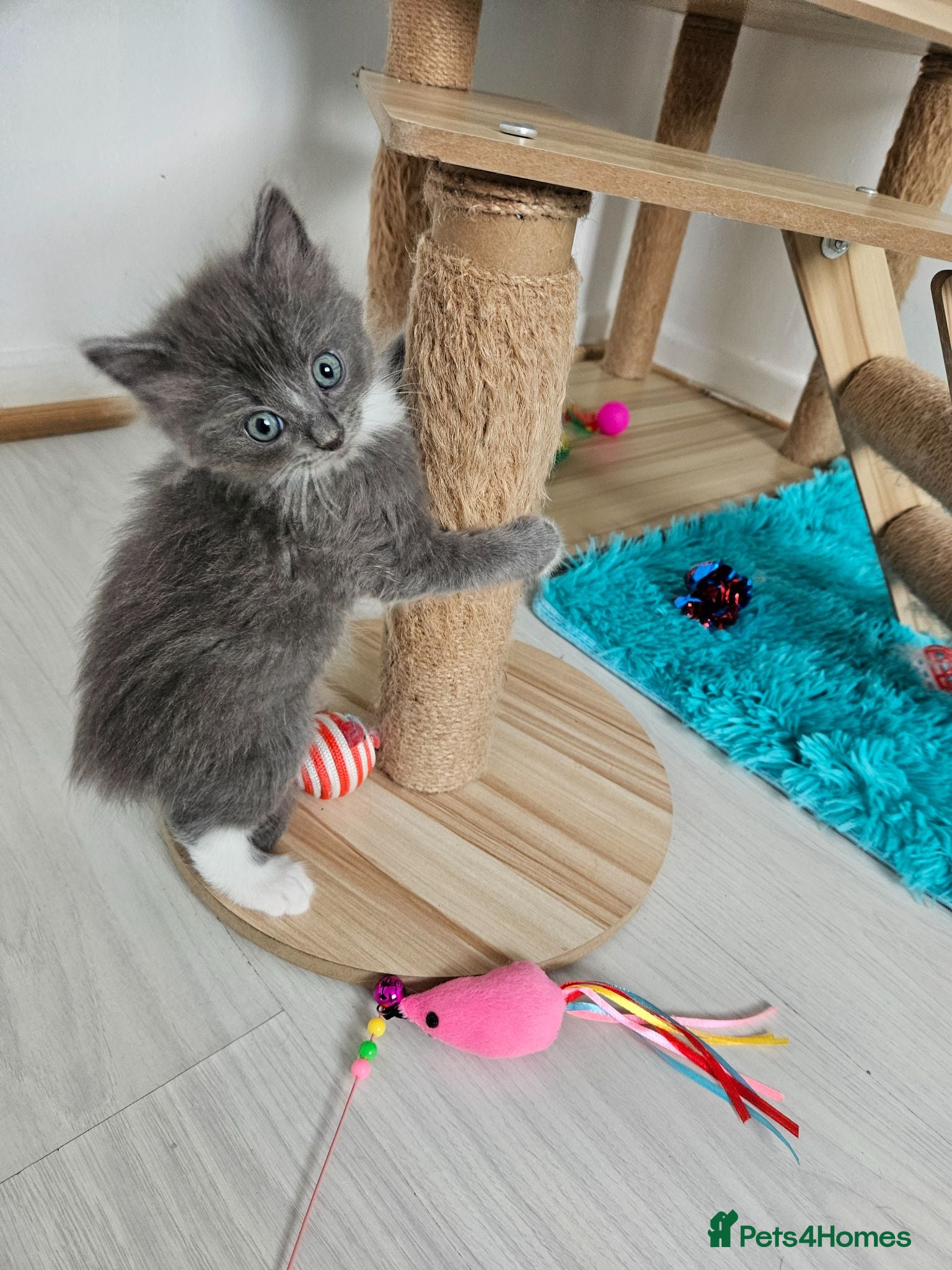 Ragdoll cats  RagdollCherubim)HCM,PKD Certyficate,Championship  - Advert 2