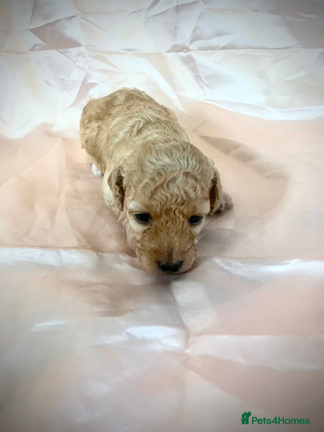 Miniature Poodle dogs for sale: Miniature poodles for sale  2 boys and 3 girls - Advert 5