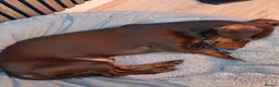 Dachshund dogs for sale: Cookie Dachshund - Advert 3