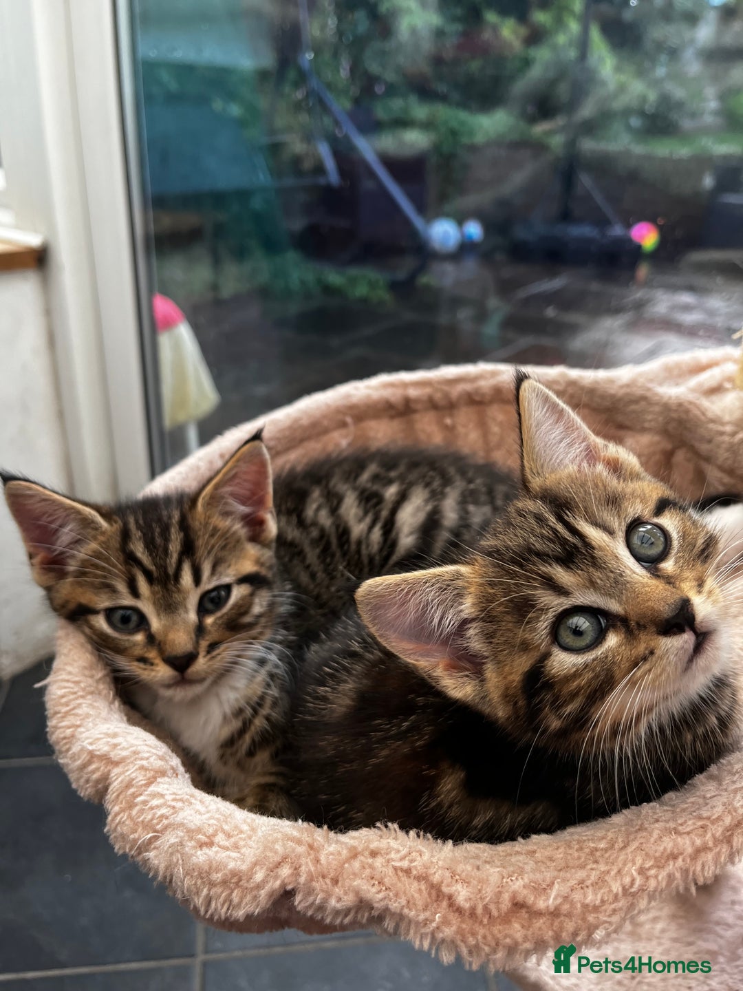 Mixed Breed cats for sale: Cute Scottish Straight mixed breed kittens, ready  - Image 1