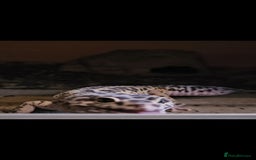 Leopard Gecko reptiles for sale: Male Leopard With Full Setup - Image 2