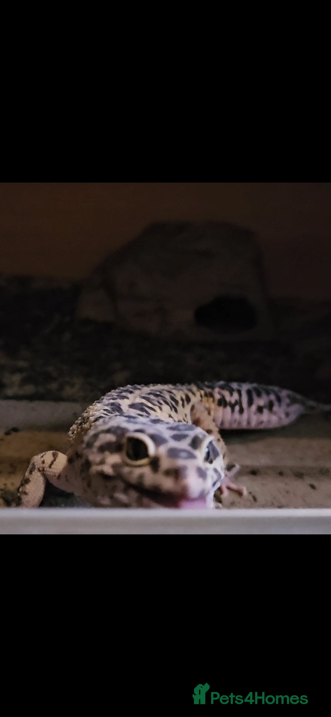 Leopard Gecko reptiles for sale: Male Leopard With Full Setup - Image 2