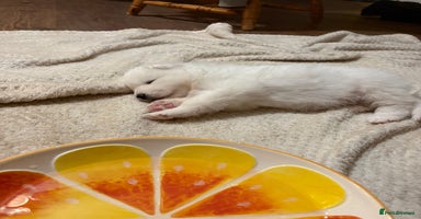 Samoyed dogs Samoyed puppies for sale - Advert 12