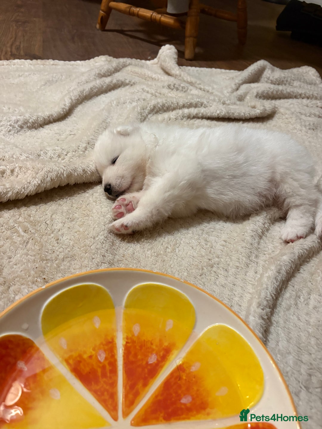 Samoyed dogs for sale: Samoyed puppies for sale - Image 3
