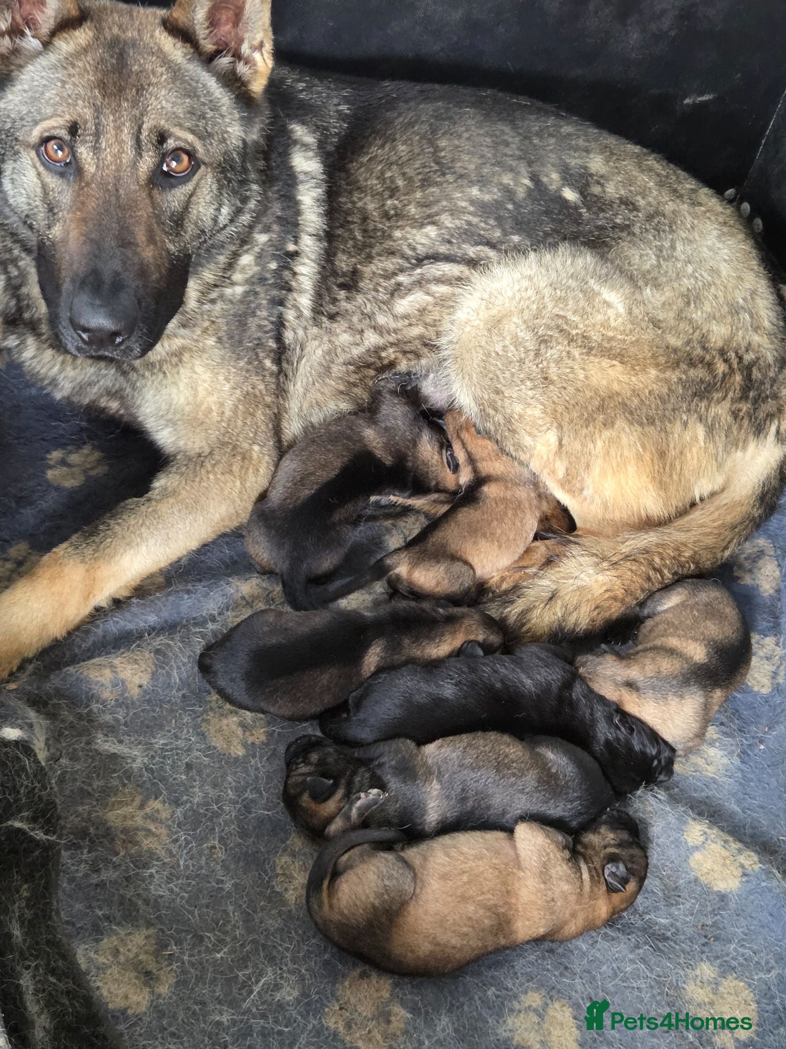German Shepherd dogs Working line german shepherd puppies - Advert 2