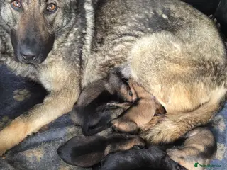 German Shepherd dogs Working line german shepherd puppies - Advert 2