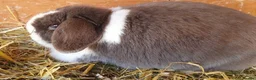 Mini Lop rabbits for sale: Spayed and neutered rabbits for adoption VAC rhd2  - Advert 5