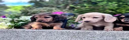 Miniature Dachshund dogs for sale: Miniature longhaired Dachshunds kc reg PRA clear - Advert 5