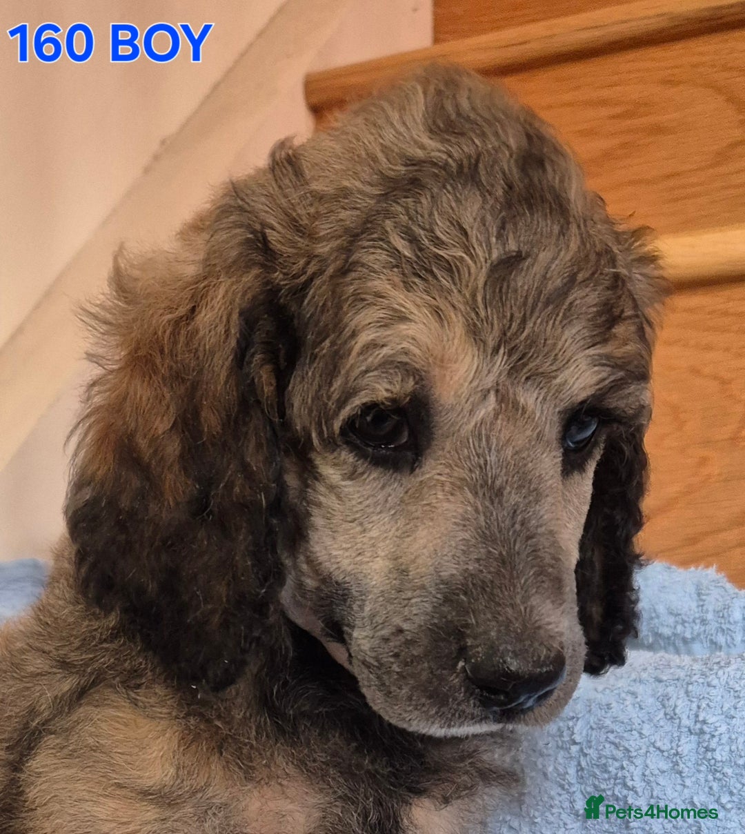 Standard Poodle dogs for sale: KC reg Brown Parti & phantom Standard Poodle pups - Image 19