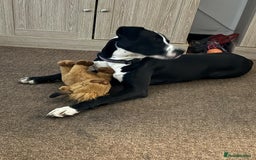 Mixed Breed dogs for sale: Dalmation x Great Dane  - Image 8