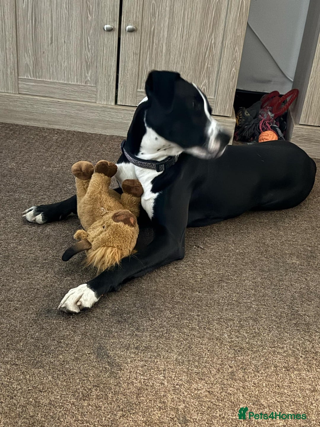Mixed Breed dogs for sale: Dalmation x Great Dane  - Image 8