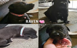 Mixed Breed dogs for sale: Labrador cross puppies  - Image 11