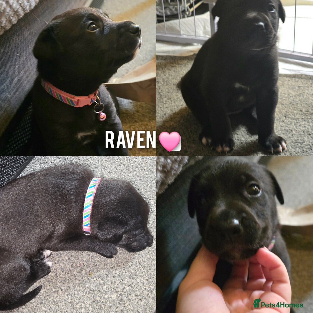 Mixed Breed dogs for sale: Labrador cross puppies  - Image 11