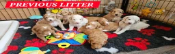Australian Labradoodle dogs for sale: Multigeneration Australian Labradoodle due soon✨️ - Advert 4