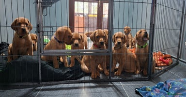 Labrador Retriever dogs - Advert 5