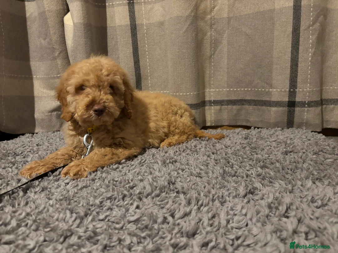Cockapoo dogs for sale: 🐶8 Beautiful Cockapoo puppies🐶 - Advert 14