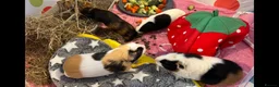 Guinea Pig rodents for sale: 7 Female Guinea Pigs (Sows) – Born June 2025 - Advert 1