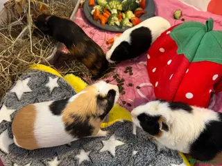 Guinea Pig rodents 7 Female Guinea Pigs (Sows) – Born June 2025 - Advert 5