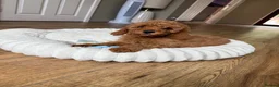 Cavapoo dogs for sale: ** REDUCED - READY NOW ** F1B Cavapoo Puppiess - Advert 9