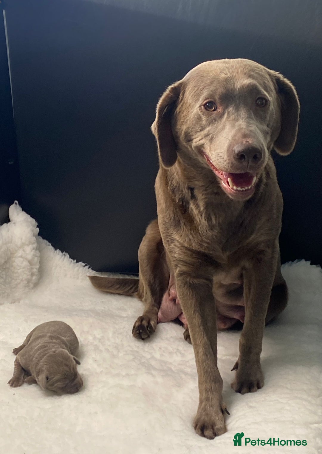 Labrador Retriever dogs for sale: Highest Health Tested Silver Puppies  - Image 11