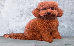 Toy Poodle dogs for stud: Stunning kc reg health tested Toy poodle stud  in Cleckheaton - Image 5