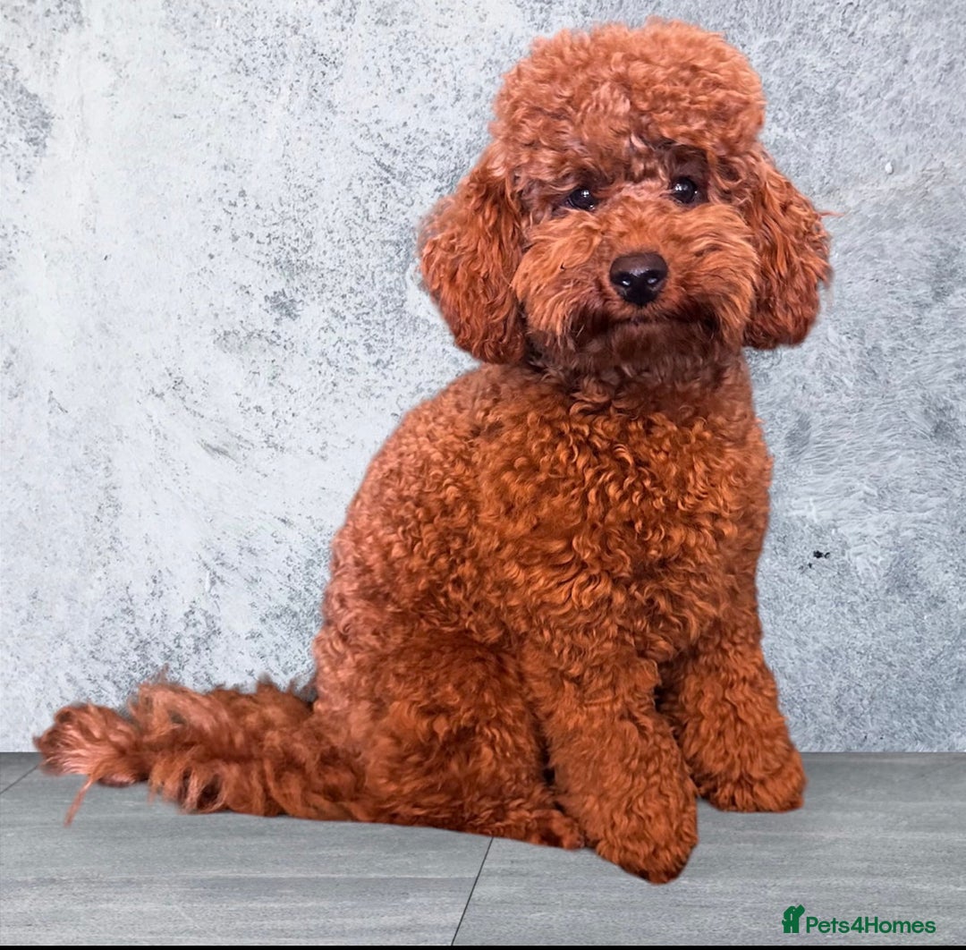 Toy Poodle dogs for stud: Stunning kc reg health tested Toy poodle stud  in Cleckheaton - Image 5