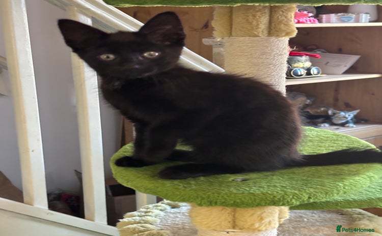 Domestic Shorthair cats - Advert 1